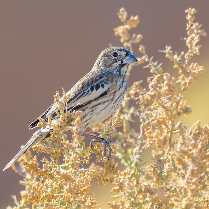 Lark Bunting