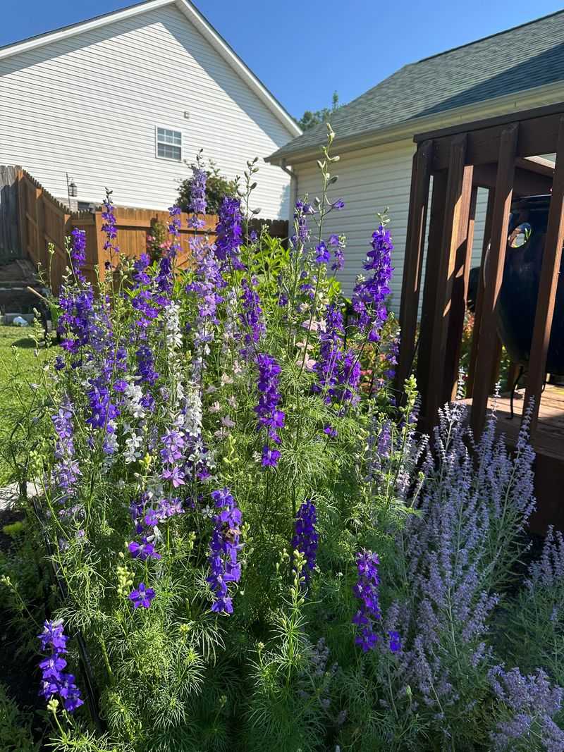 Larkspur Seeds That Need Winter's Chill Larkspur Seeds That Need Winter's Chill