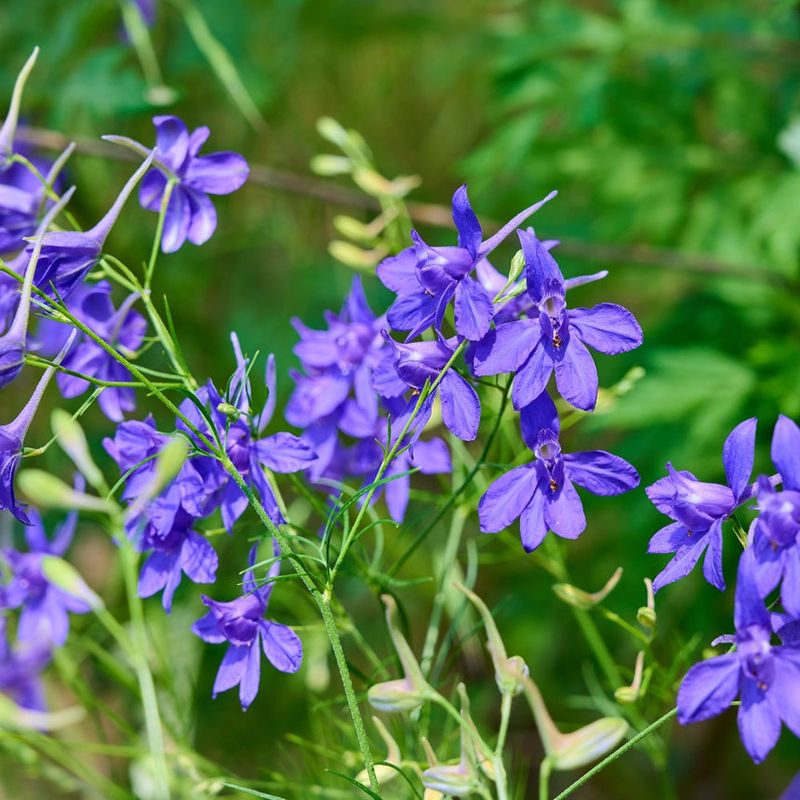 Larkspur Larkspur