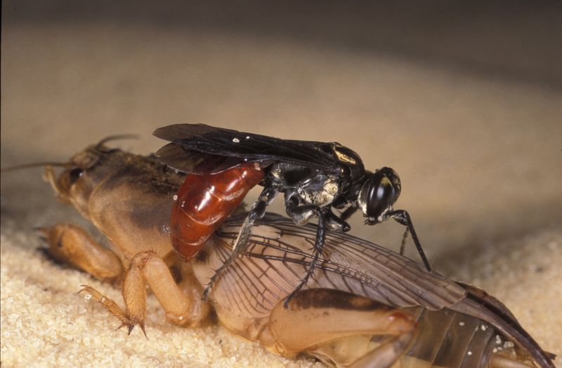 Larra Wasps And Tiny Nematodes Fight Back