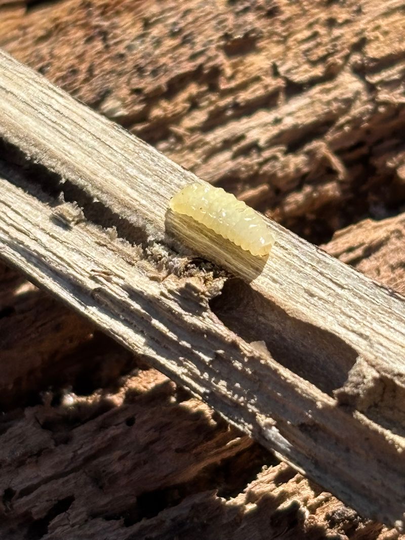Larvae Spend The Cold Months Tucked Inside