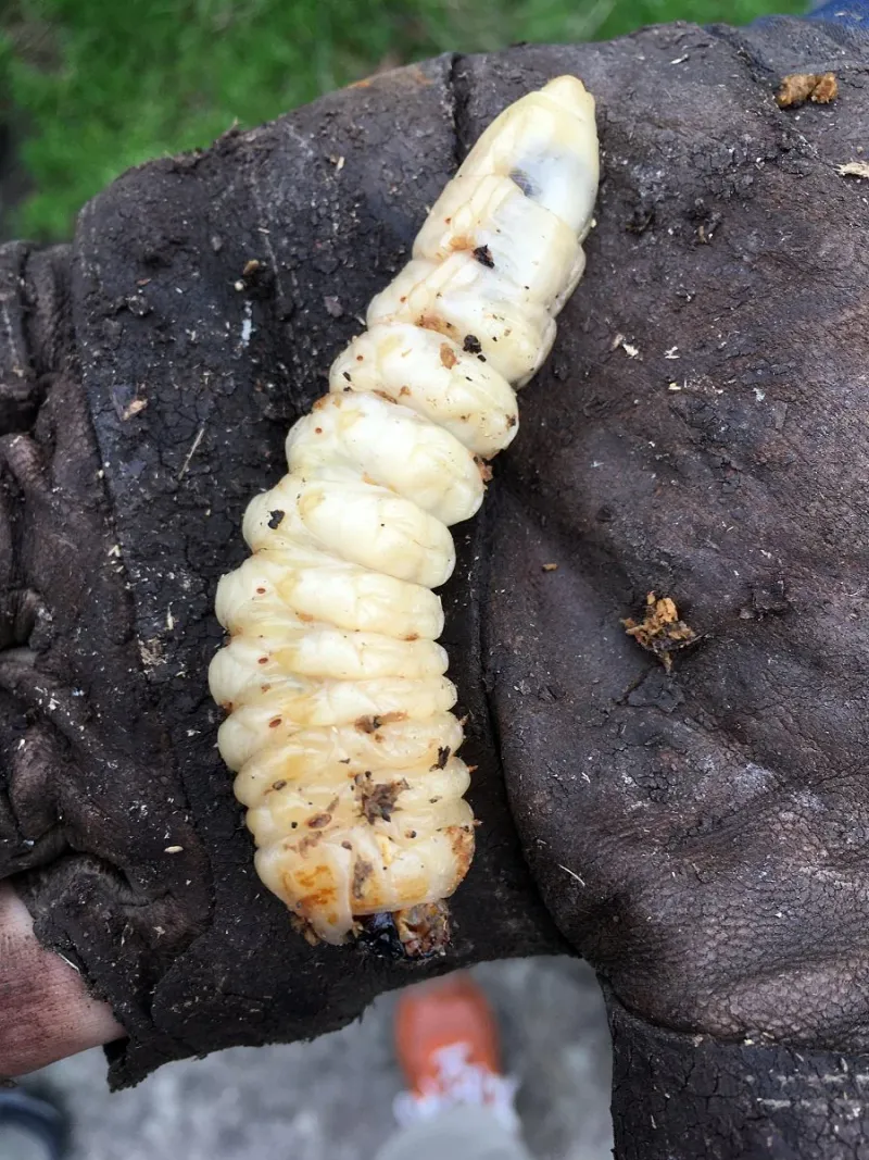 Larvae Spend Years Feeding On Roots Underground Larvae Spend Years Feeding On Roots Underground