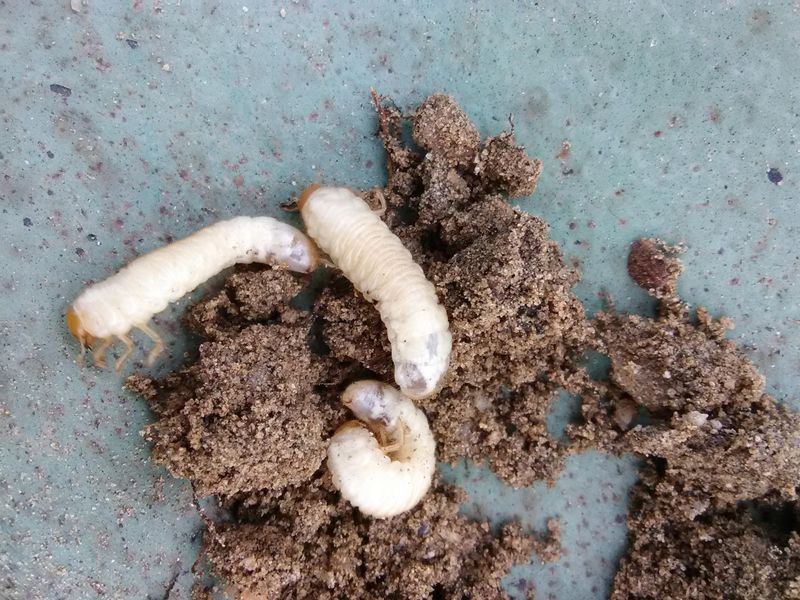 Larvae Tunnel Beneath The Bark And Disrupt Water And Nutrient Flow Larvae Tunnel Beneath The Bark And Disrupt Water And Nutrient Flow