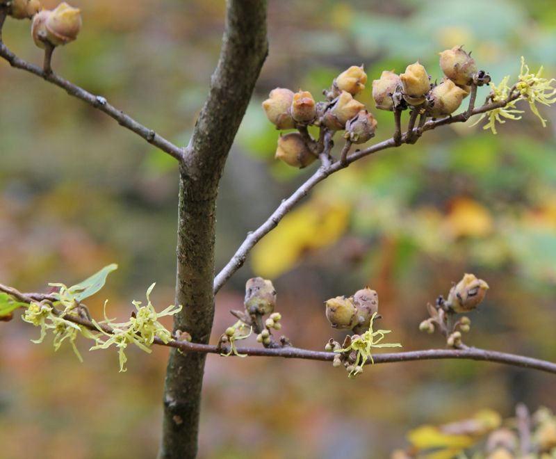 Last Year's Seed Pods Can Shoot Seeds Several Feet Away Last Year's Seed Pods Can Shoot Seeds Several Feet Away