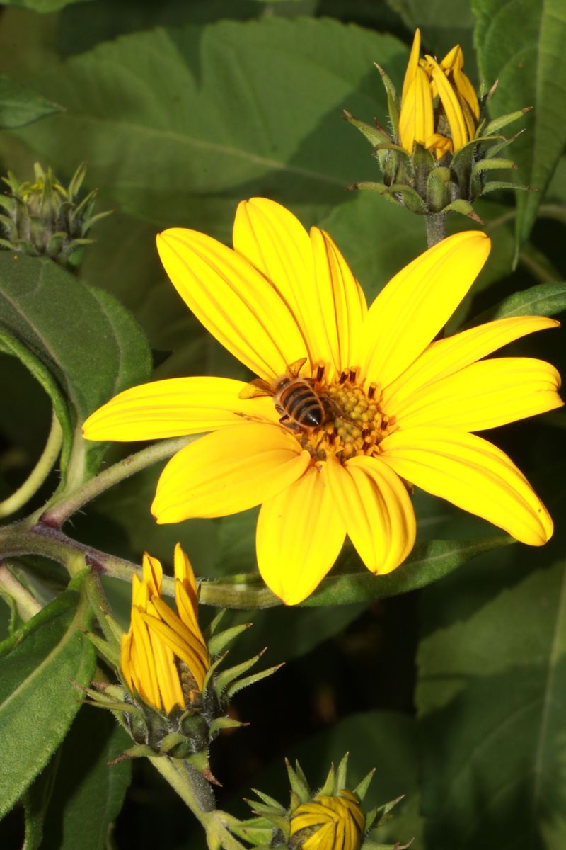Late-Blooming Sunchoke Flowers Feed Bees And Brighten Fall Yards