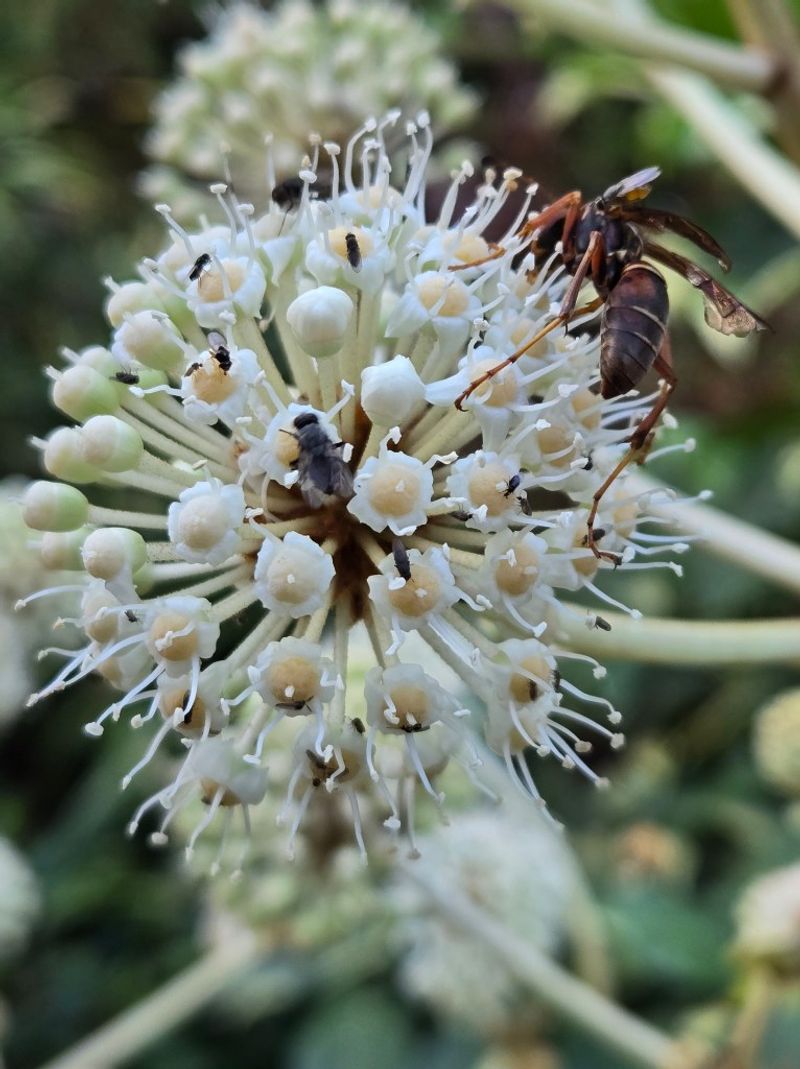 Late Blooms Can Provide Nectar For Visiting Bees Late Blooms Can Provide Nectar For Visiting Bees