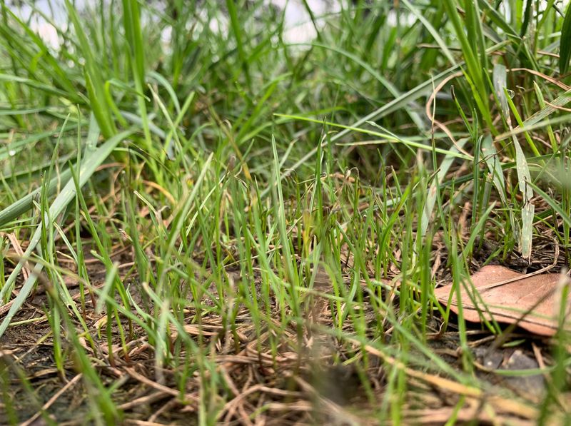 Late Fall Growth Slows As Soil Temperatures Drop