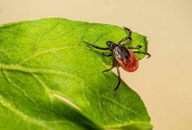 Late Fall Is Prime Time For Adult Blacklegged Ticks Late Fall Is Prime Time For Adult Blacklegged Ticks