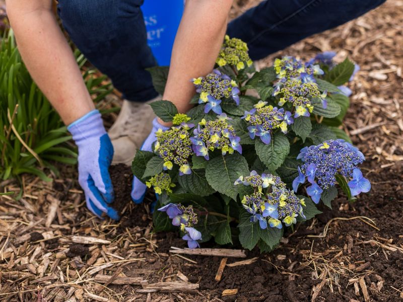 Late Fall Is The Sweet Spot For Mulching Hydrangeas