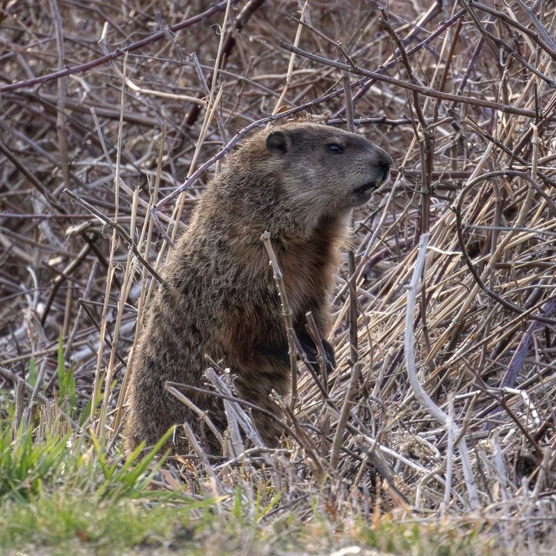 Late Fall Is When True Hibernation Usually Begins Late Fall Is When True Hibernation Usually Begins