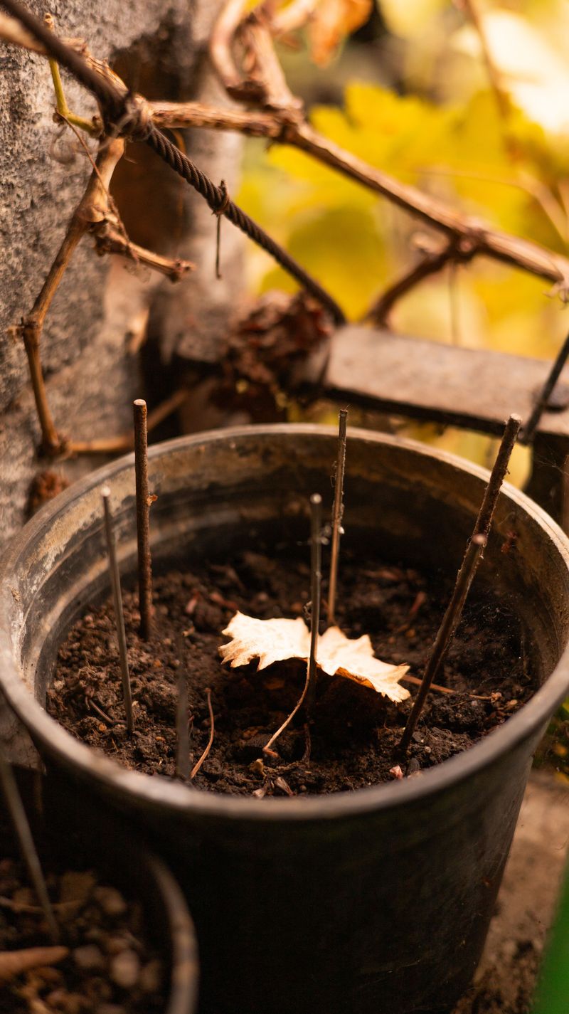 Late Fall Timing For The Big Pot Move Late Fall Timing For The Big Pot Move