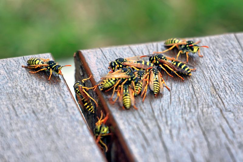 Late Fall Yellowjackets Become Pests Before Frost Late Fall Yellowjackets Become Pests Before Frost