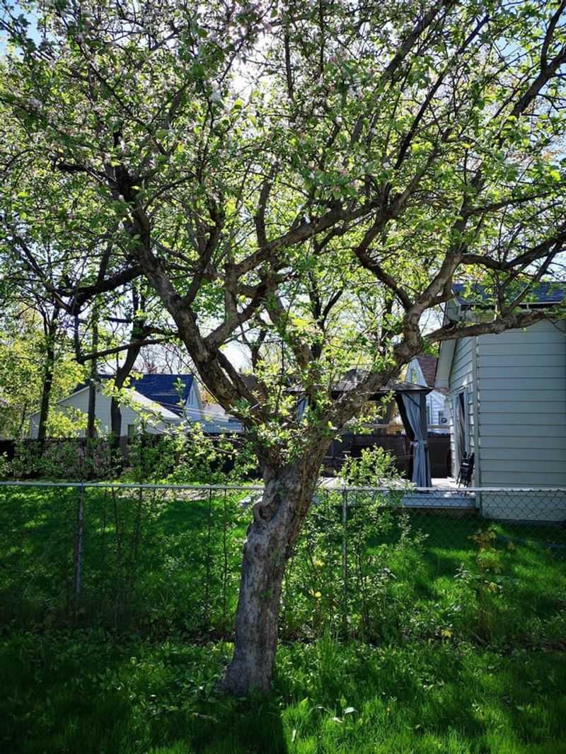 Late February Is The Sweet Spot For Pruning