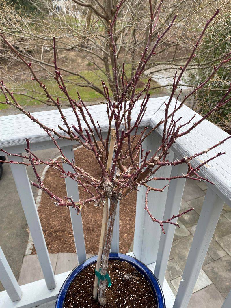 Late February To Early March Is When Your Rose Pruners Should Come Out Late February To Early March Is When Your Rose Pruners Should Come Out