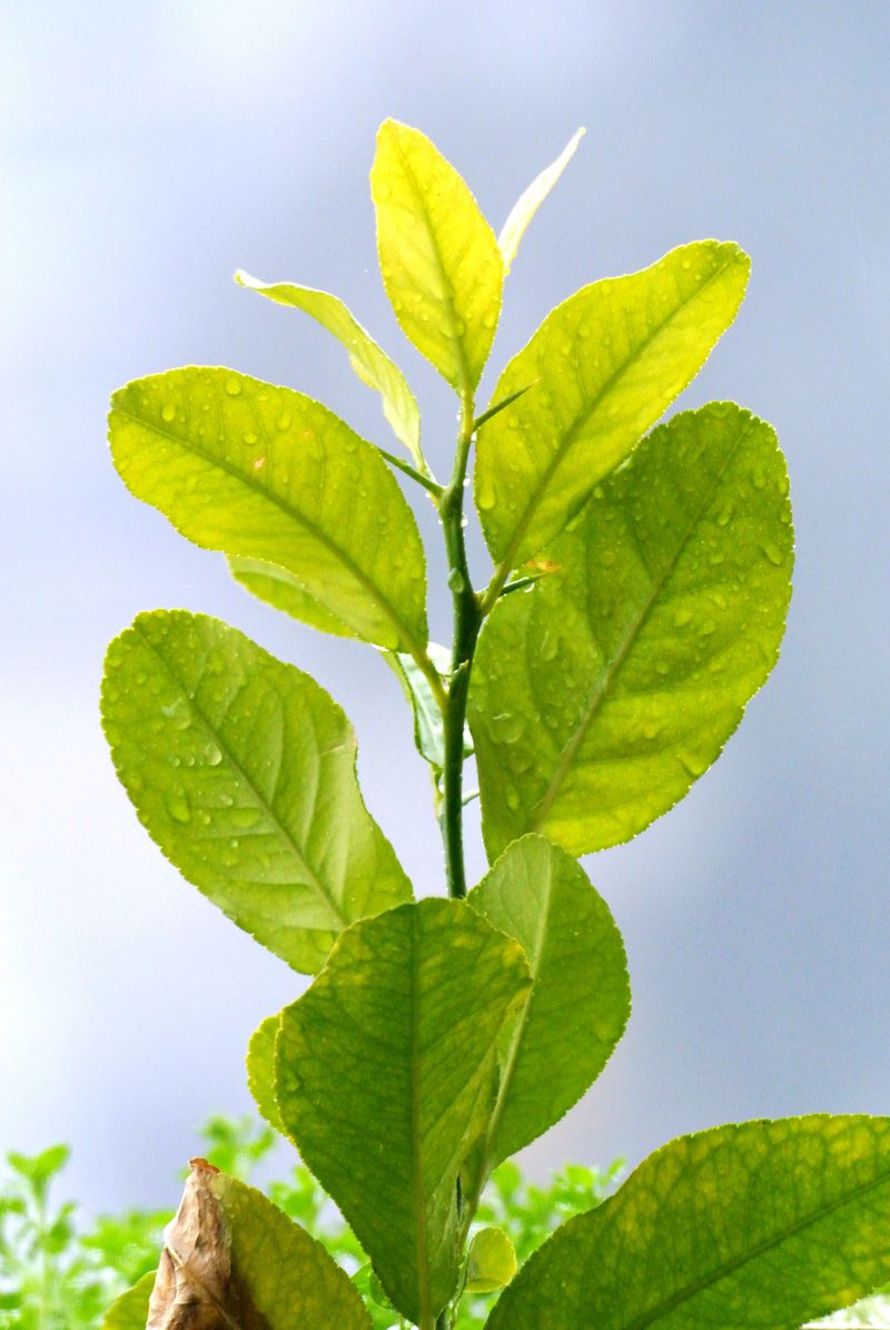 Late Fertilizer Can Push Out Tender Citrus Leaves Late Fertilizer Can Push Out Tender Citrus Leaves