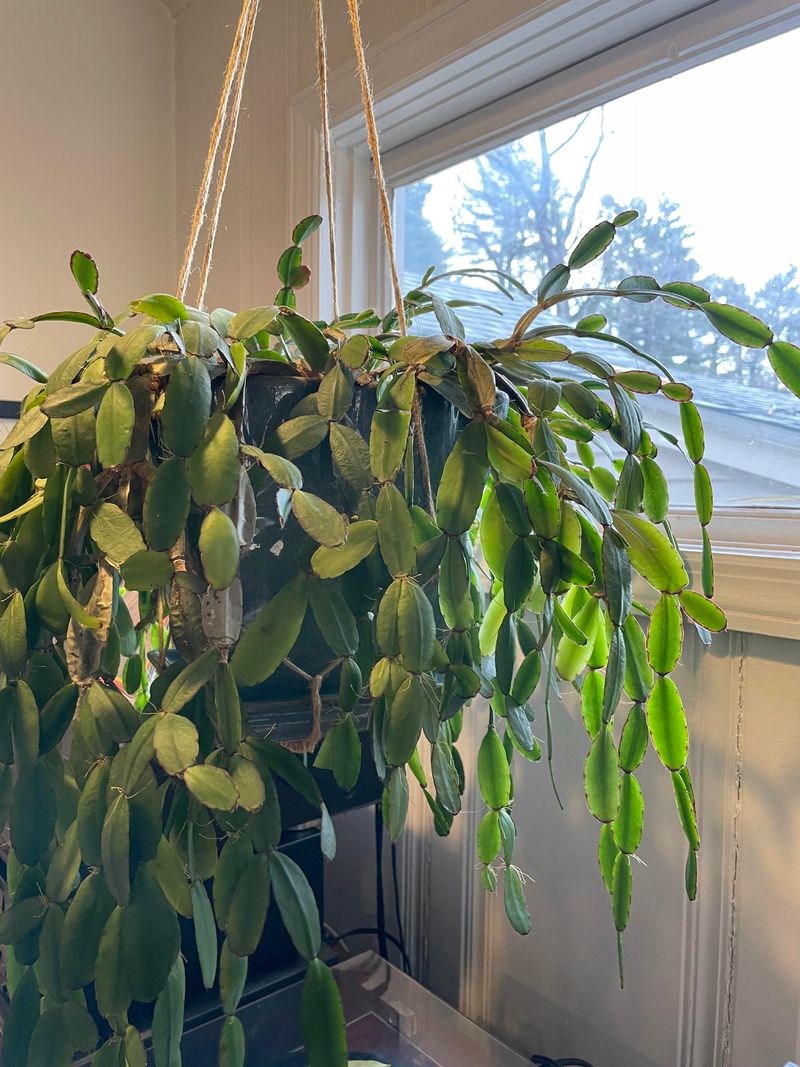 Late Fertilizer Pushes Leaves Over Flowers
