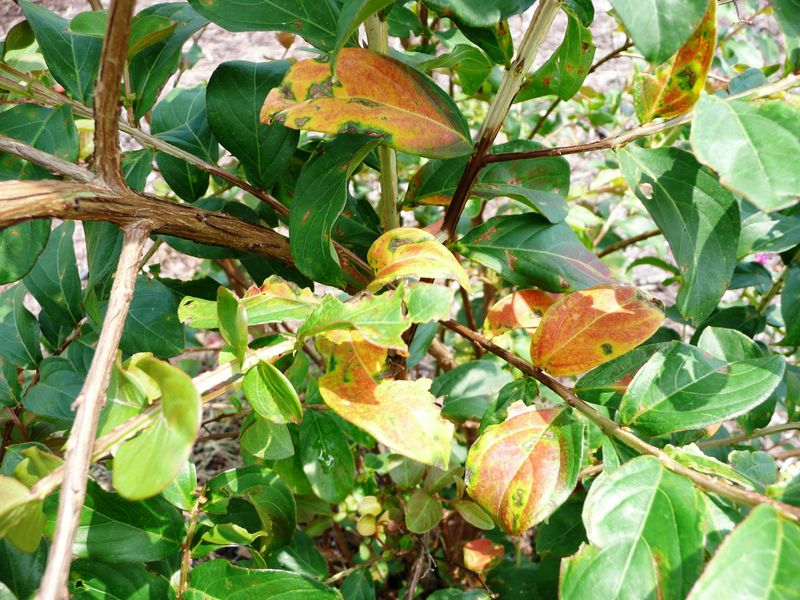 Late Fertilizing Causes The Same Problem Late Fertilizing Causes The Same Problem