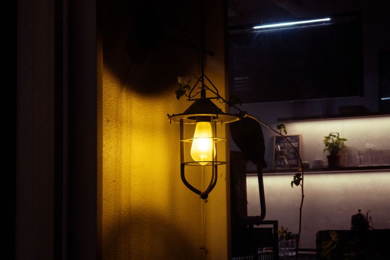 Late Night Lamps That Confuse The Plant