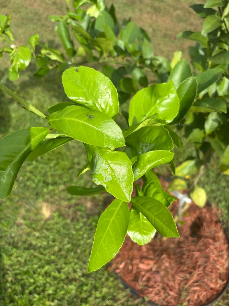 Late Nitrogen Pushes Tender Growth
