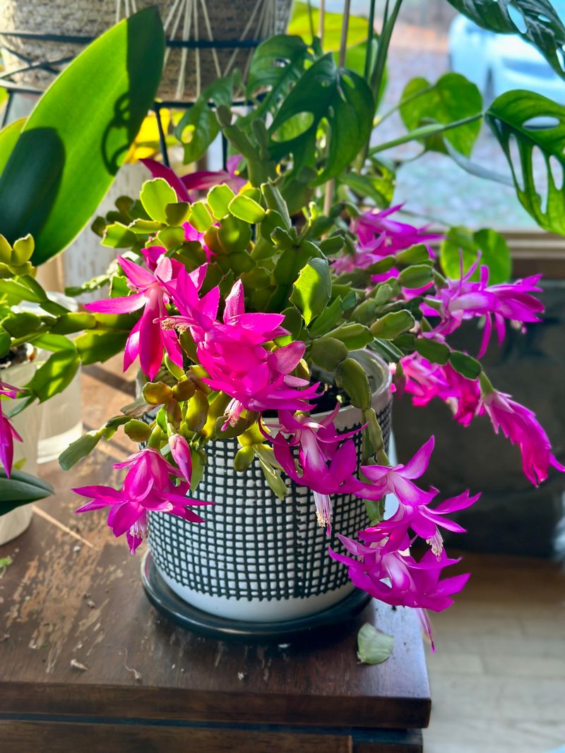 Late November Flowers Often Surprise Owners Expecting December Color Late November Flowers Often Surprise Owners Expecting December Color