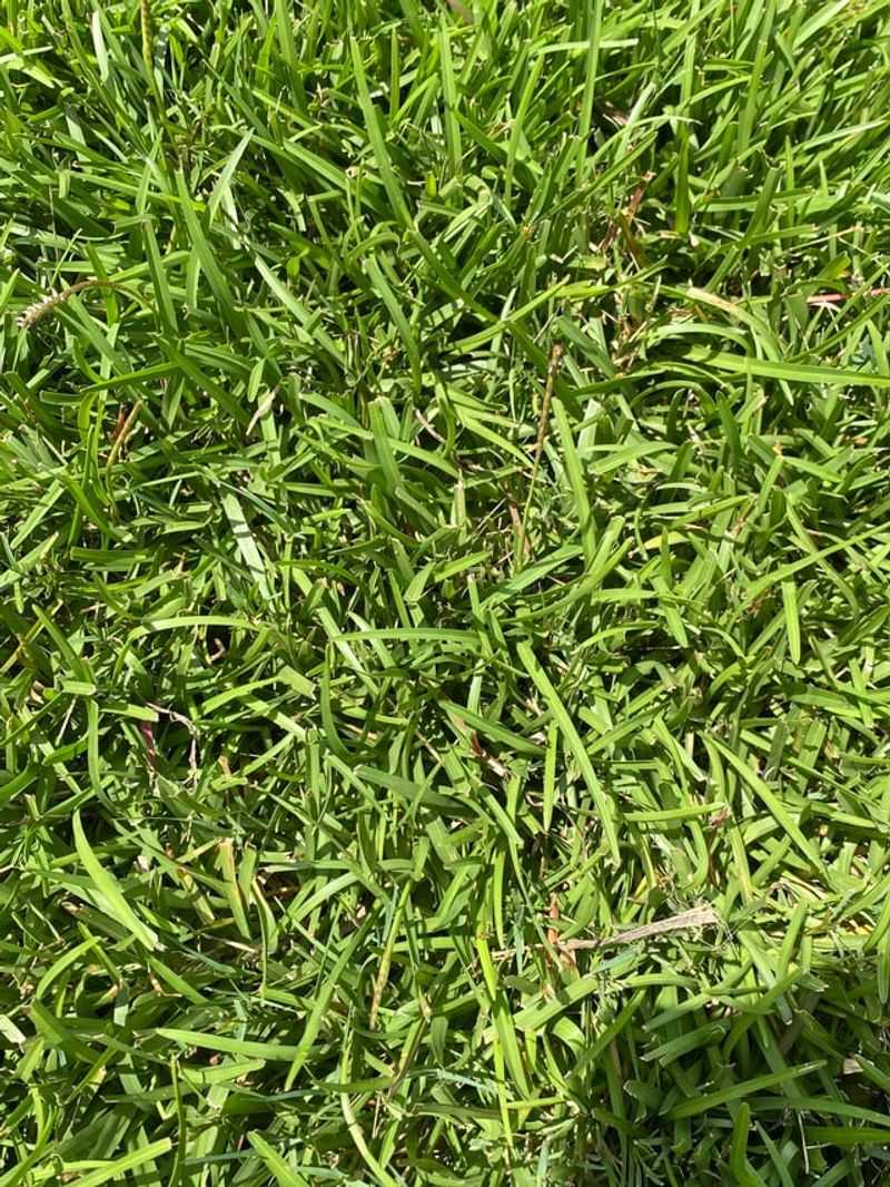 Late October Works For South Alabama Bermuda