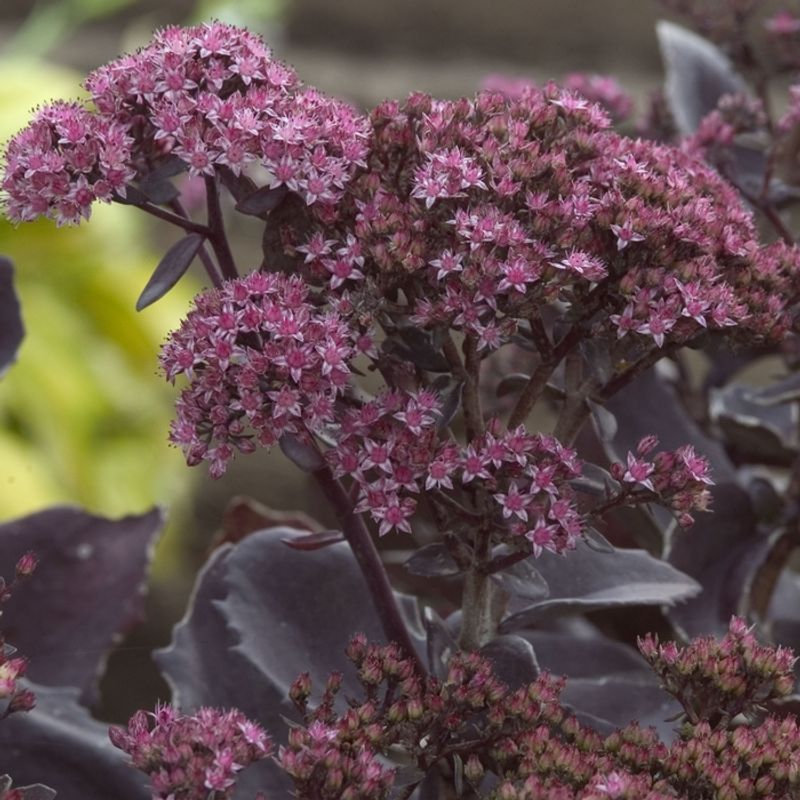 Late Pink Flowers Glow Against Sedum 'Black Jack' Foliage