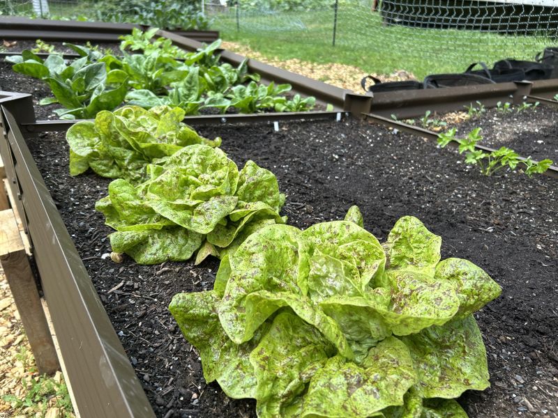 Late Plantings Run Out Of Time Late Plantings Run Out Of Time