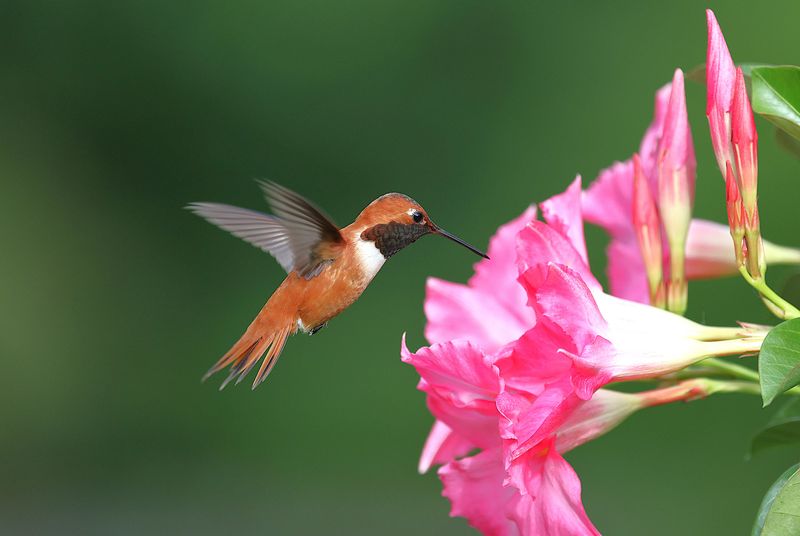 Late Rufous Hummingbirds Visit Southern Gardens