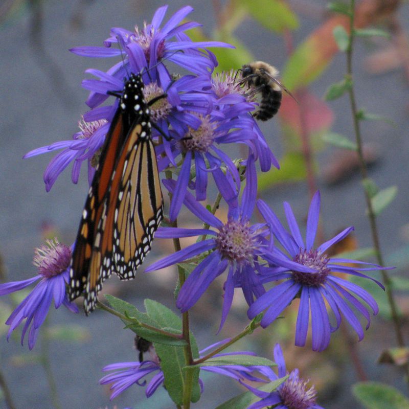 Late-Season Blooms Provide Nectar For Bees And Butterflies