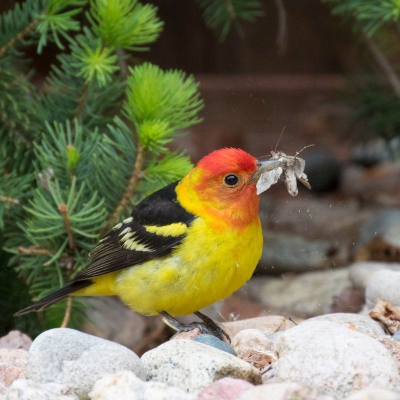 Late Season Fruit And Insects Fuel The Trip