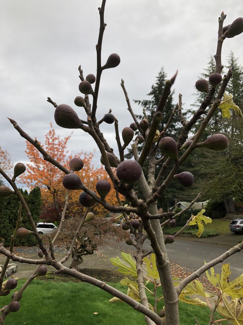 Late Season Fruit Rarely Finishes In Time