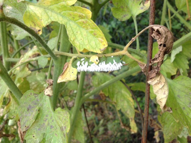 Late Season Hornworms In Indiana Gardens