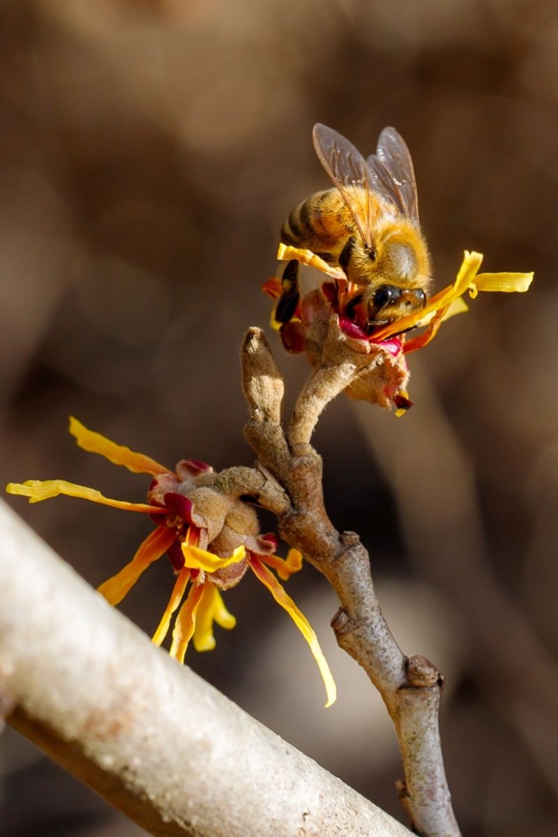 Late-Season Moths, Gnats And Small Bees Visit The Blooms
