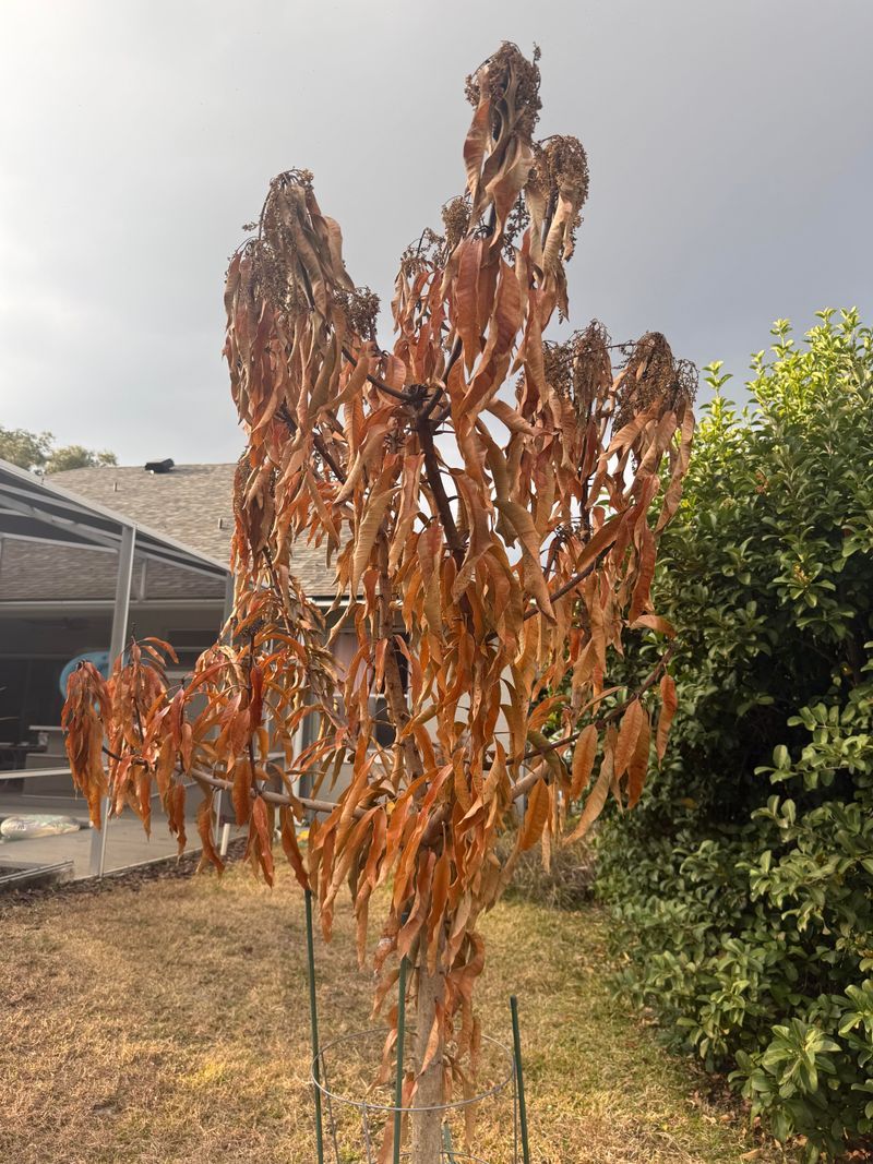 Late-Season Nitrogen Can Push Tender Growth Ahead Of Cold Snaps Late-Season Nitrogen Can Push Tender Growth Ahead Of Cold Snaps