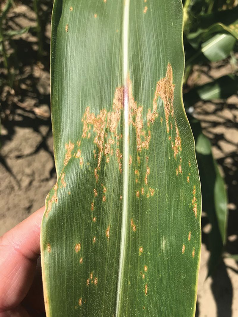 Late Season Rust Pustules Can Also Turn Dark