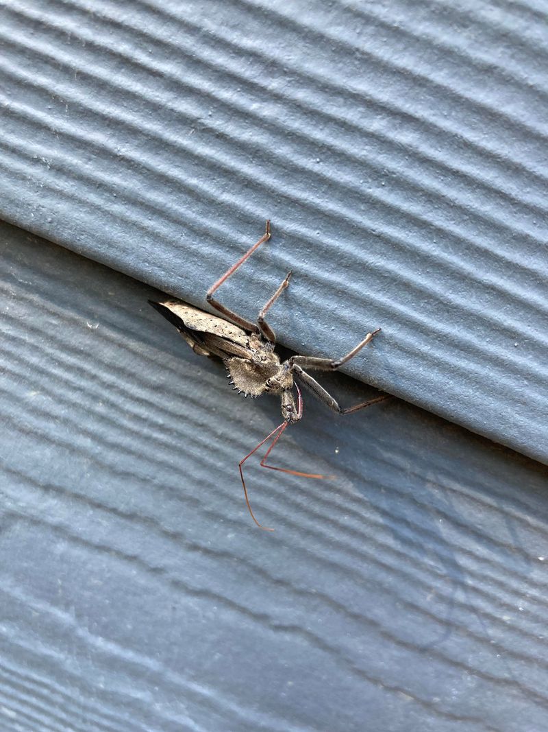 Late Season Sightings On Siding Or Porch Railings