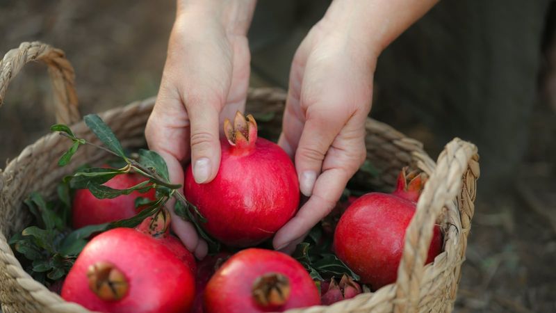 Late September Into October Harvest Timing Late September Into October Harvest Timing