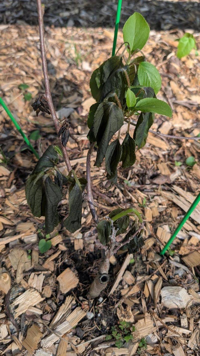 Late Spring Frosts Can Wipe Out The Flowers Late Spring Frosts Can Wipe Out The Flowers