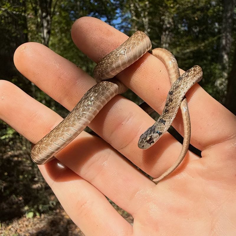 Late Summer Births Mean More Young Snakes Turn Up In Fall