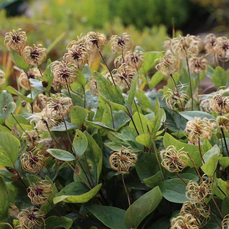 Late-Summer Bloomers Can Wait For A Late Winter Cutback