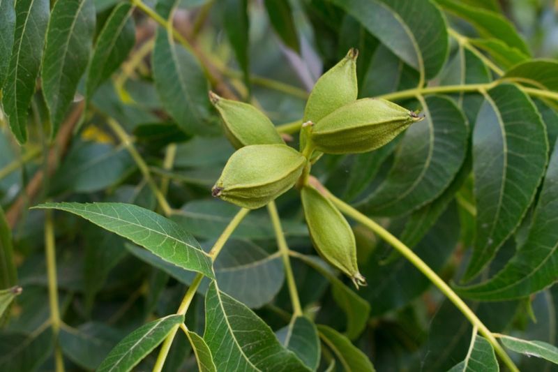 Late-Summer Drought Leaves Nuts Poorly Filled