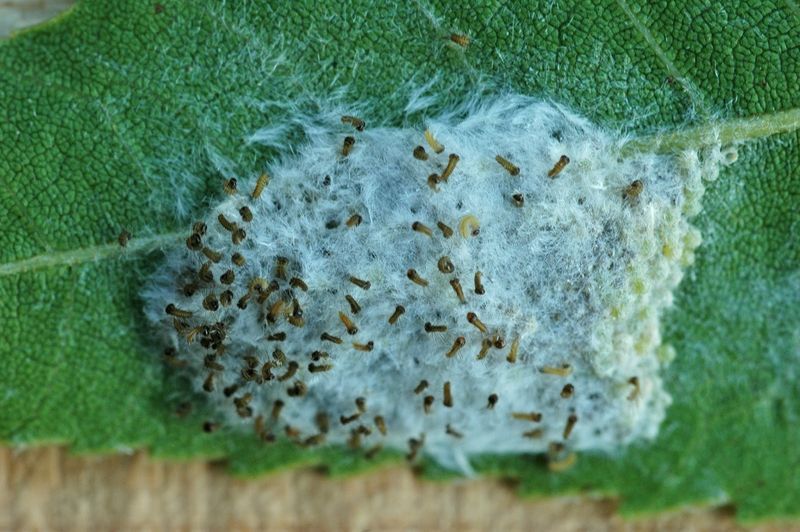 Late Summer Timing And The Egg-Laying Window Late Summer Timing And The Egg-Laying Window