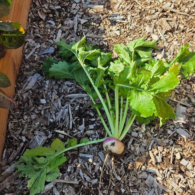 Late Turnip Plantings May Still Yield Greens In Mild Areas Late Turnip Plantings May Still Yield Greens In Mild Areas