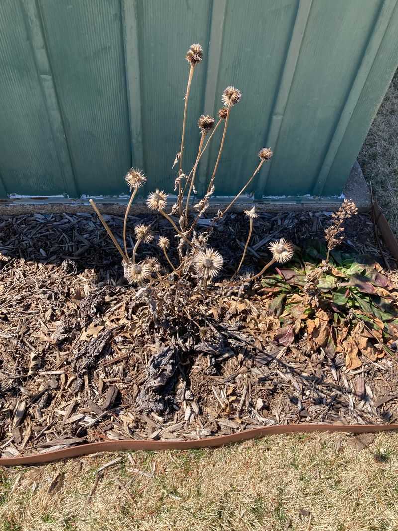 Late-Winter Cleanup Before New Growth Starts