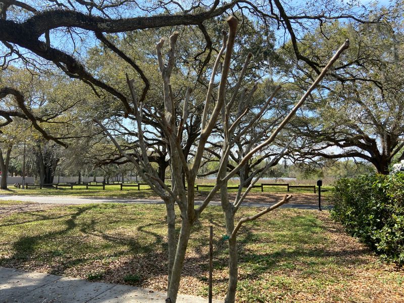 Late Winter Is The Better Time For Crape Myrtles
