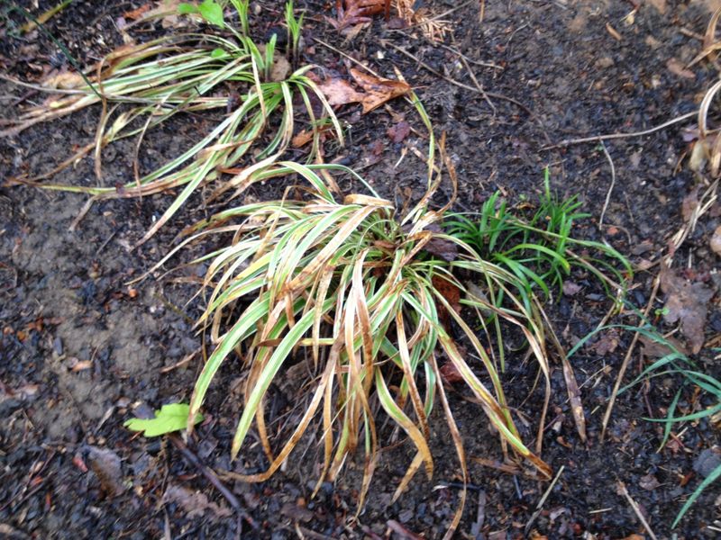 Late Winter Is The Better Time To Cut