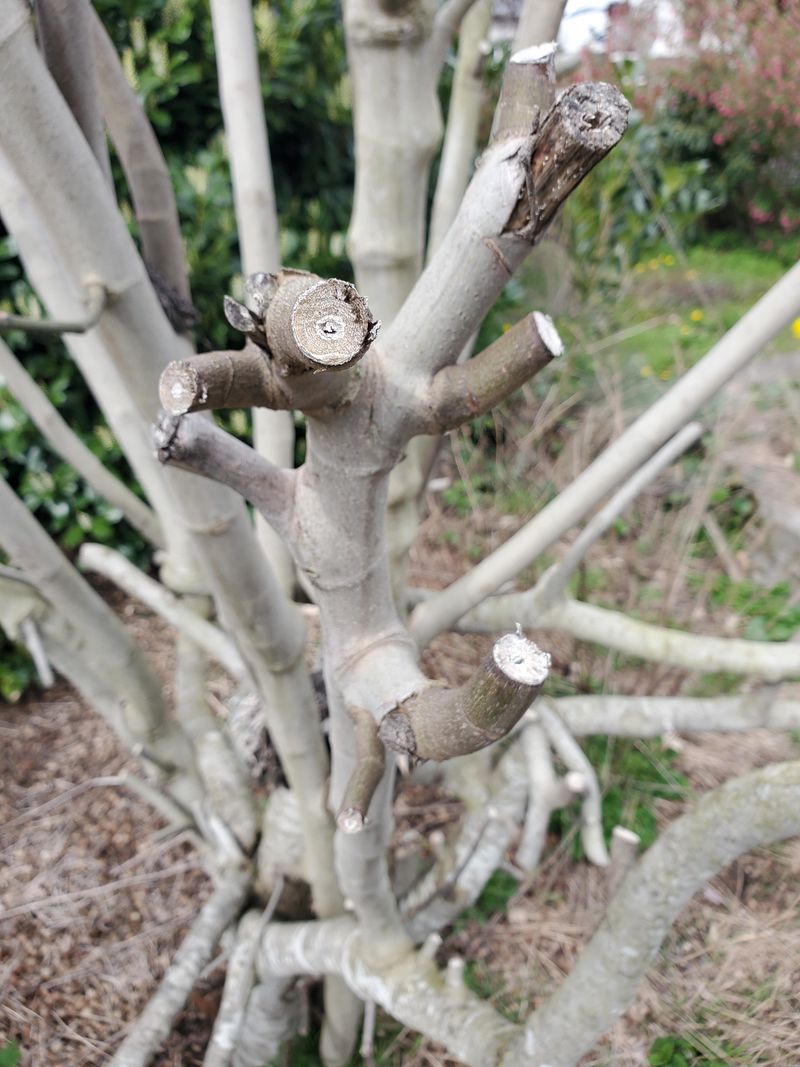 Late Winter Is The Better Time To Prune Late Winter Is The Better Time To Prune