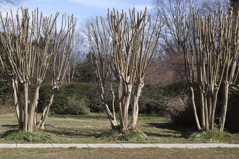 Late Winter Is The Sweet Spot For Pruning
