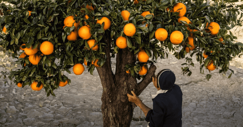 Late nitrogen raises concerns, not certainties