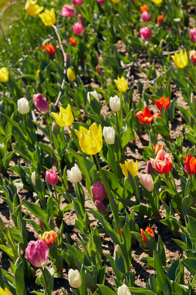 Later Fall Planting Helps Tulips Dodge Peak Squirrel Season